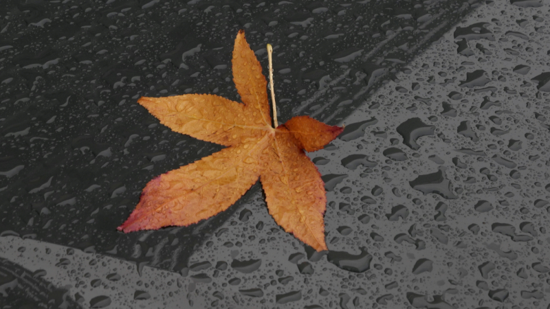 Miksang in de herfst miksang, mindful fotografie, mindfulness fotografie, meditatiecursus, miksang workshop, miksang training, hoogsensitief, hsp