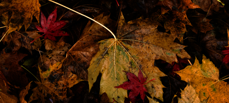 miksang retraite, miksang fotografie, mindful fotografie, miskang fotografie, mindfulness, meditatie, yoga, meditatie retreat, spiritualiteit, creatief fotograferen, contemplatieve fotografie, miksang contemplatieve fotografie