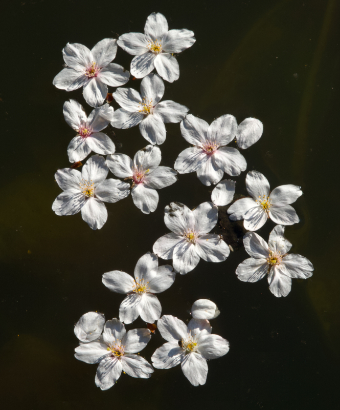 Miksang kersenbloesem in water miksang, mindful fotografie, mindfulness fotografie, meditatiecursus, miksang workshop, miksang training, hoogsensitief, hsp