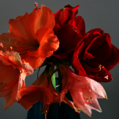 miksang mindful mindfulness fotografie meditatiecursus workshop miksang training hoogsensitief hsp