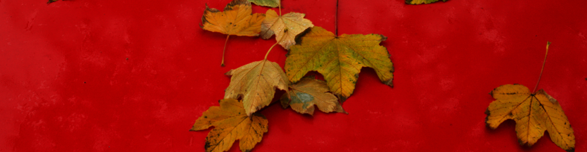 miksang fotografie, miksang webinar, meditatie, mindful fotograferen, contemplatief fotograferen, yoga, zingeving, meditatie in acite, alledaagse schoonheid ontdekken,