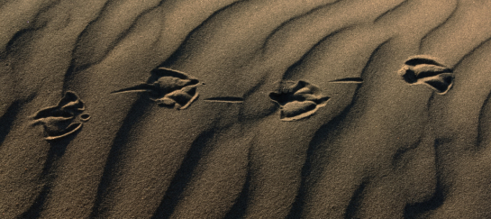 miksang mindful mindfulness fotografie meditatiecursus workshop miksang training hoogsensitief hsp