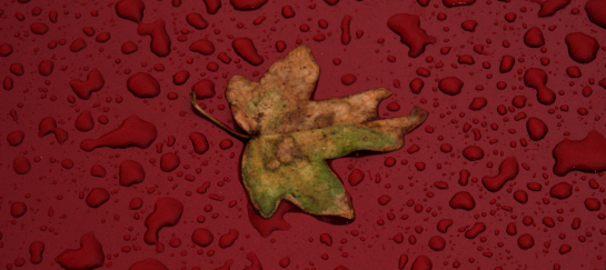 miksang mindful mindfulness fotografie meditatiecursus workshop miksang training hoogsensitief hsp