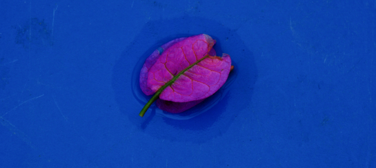 miksang retraite, miksang fotografie, mindful fotografie, miskang fotografie, mindfulness, meditatie, yoga, meditatie retreat, spiritualiteit, creatief fotograferen, contemplatieve fotografie, miksang contemplatieve fotografie