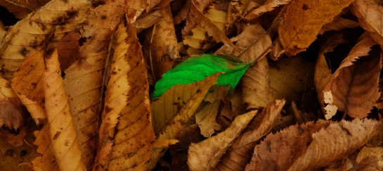 miksang mindful mindfulness fotografie meditatiecursus workshop miksang training