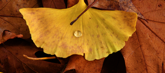 miksang, maitri, miksang, goed oog, miskang, miskang fotografie, fotografie, mindfulness, aandacht, gewaarzijn, yoga, mediteren, retraite, workshop, cursus fotografie, nu, meditatie in actie, contemplatief, contempaltieve fotografie, non-dualiteit