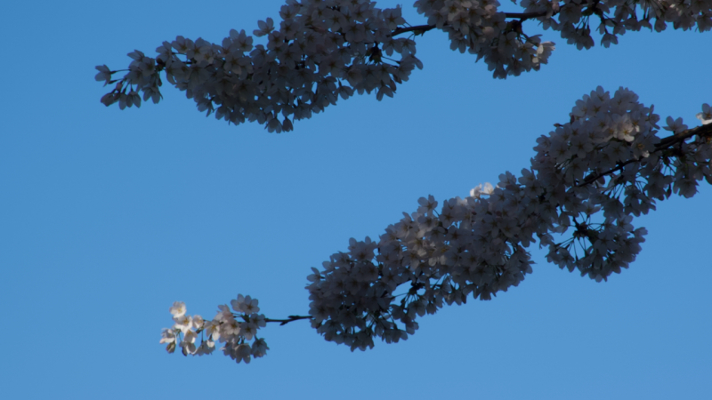 Sakura Miksang miksang, mindful fotografie, mindfulness fotografie, meditatiecursus, miksang workshop, miksang training, hoogsensitief, hsp