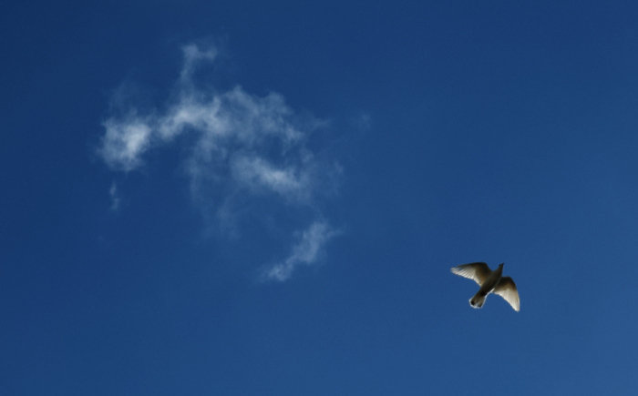 online miksang, mindful fotografie, mindfulness fotografie, meditatiecursus, miksang workshop, miksang training, hoogsensitief, hsp