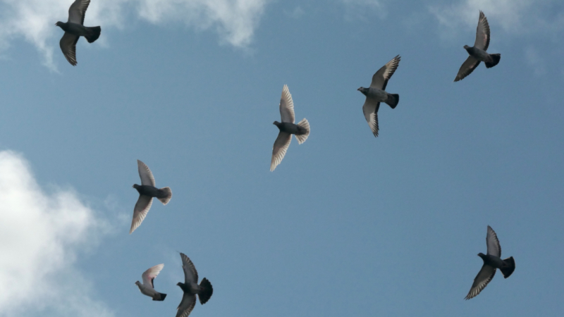 miksang mindful mindfulness fotografie meditatiecursus workshop miksang training hoogsensitief hsp