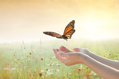 Afbeelding van een vlinder de symbool staat voor de transformatie bij EMDR therapie