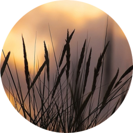 Afbeelding van wuivend riet