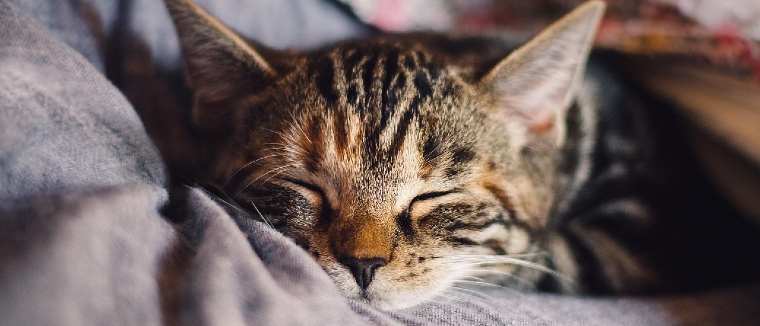 slapende kat