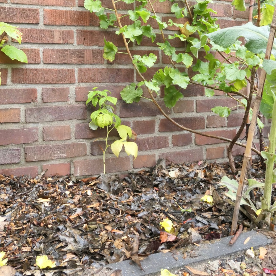 Blad- en takkenmulch op de 'bessenborder' naast ons huis. mulchen in de herfst