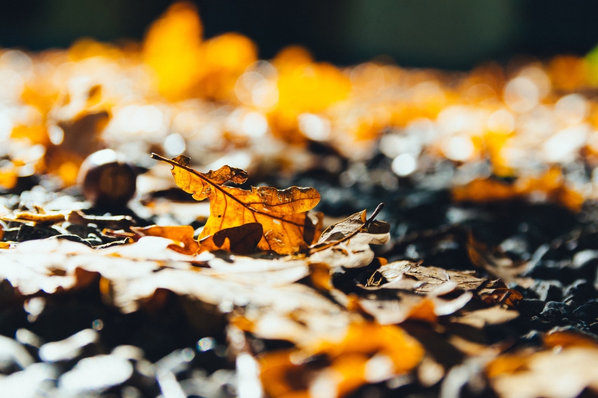 bladcompost maken Photo by Kai Pilger on Unsplash maak je eigen compost van bladeren