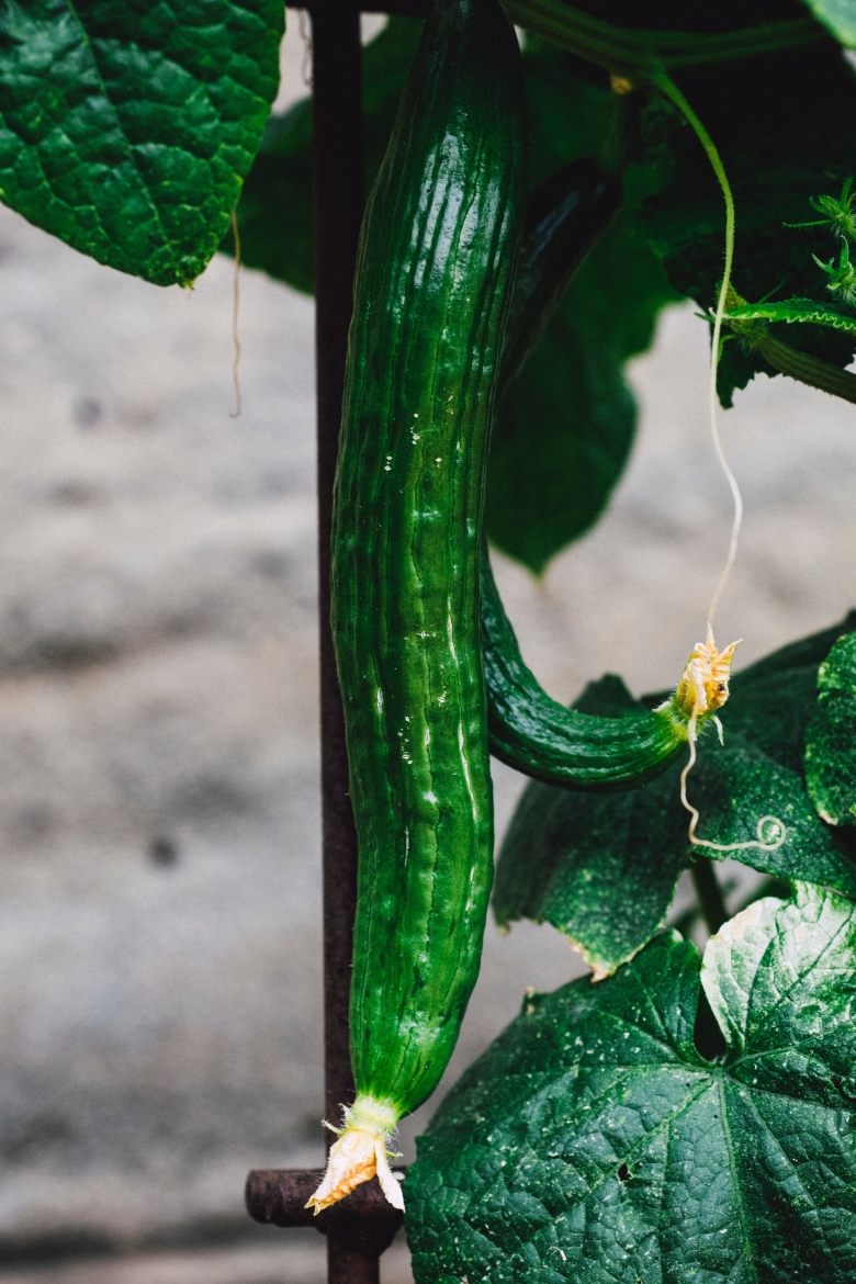 plantaardig recept gazpacho komkommer. foto markus spiske vegan recept komkommer gazpacho