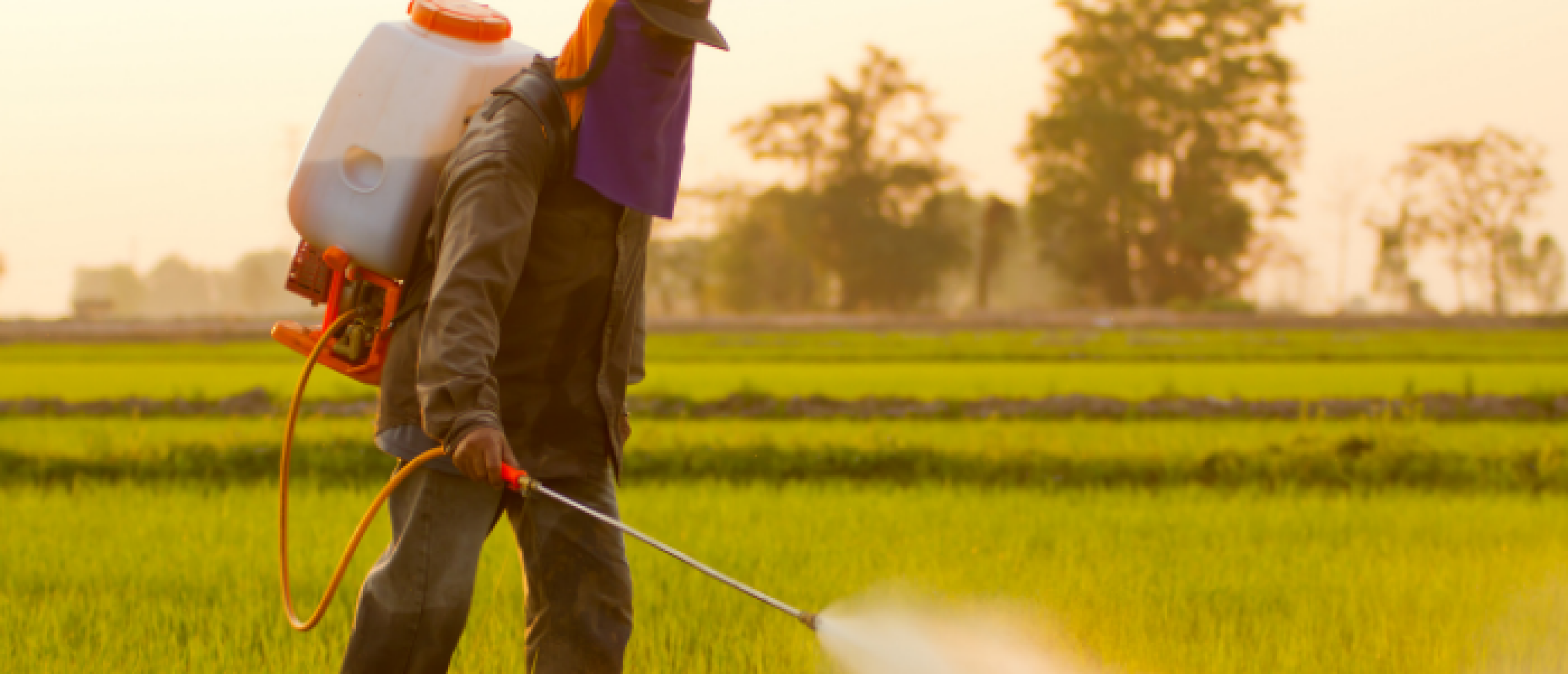 Glutenintolerantie of pesticide vervuiling? Over onkruidverdelger glyfosaat