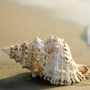 schelp op het strand