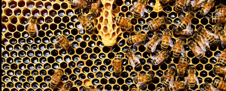 Superfoods: Bijenproducten, een van de meest natuurlijke ontstekingsremmers