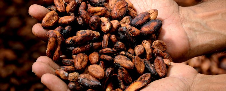 Cacaobonen - genieten van chocola in de meest pure vorm