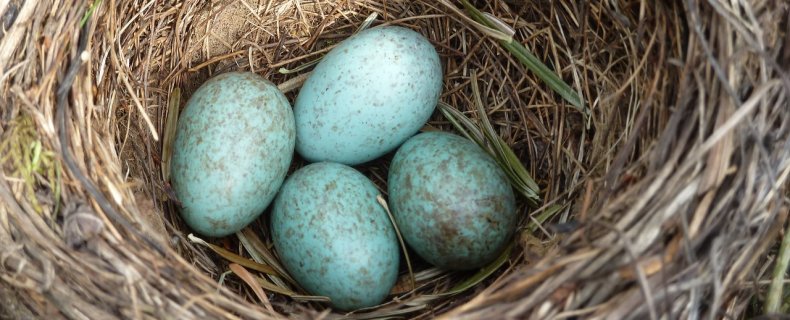 Ooit een vogel gezien die haar eieren legt voordat haar nest klaar is?