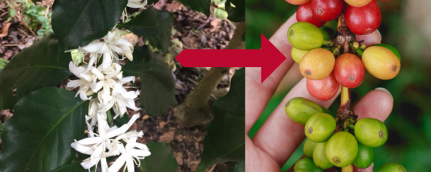 De la fleur aux grains de café