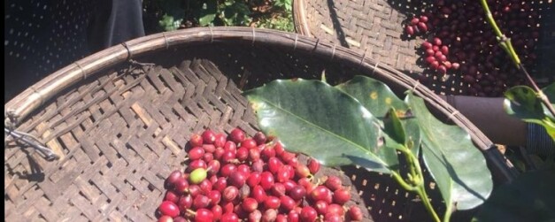 cueillette des baies de café