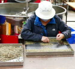 Triage des grains de café