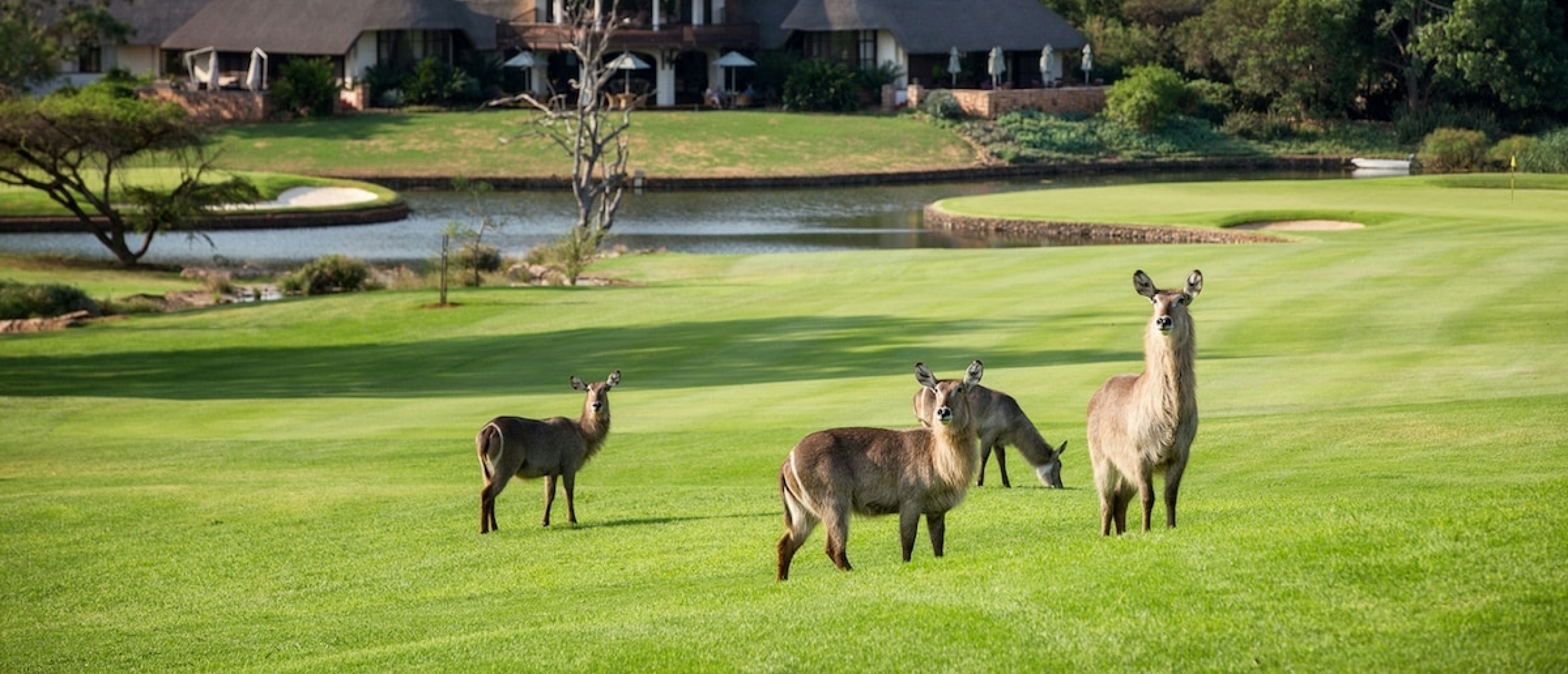Leopard Creek Country Club: Golfen voor onbevoegden