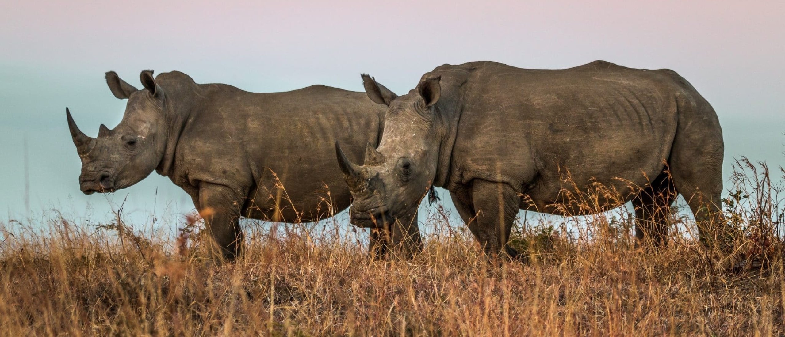 Safari in Hluhluwe Imfolozi in Zuid-Afrika