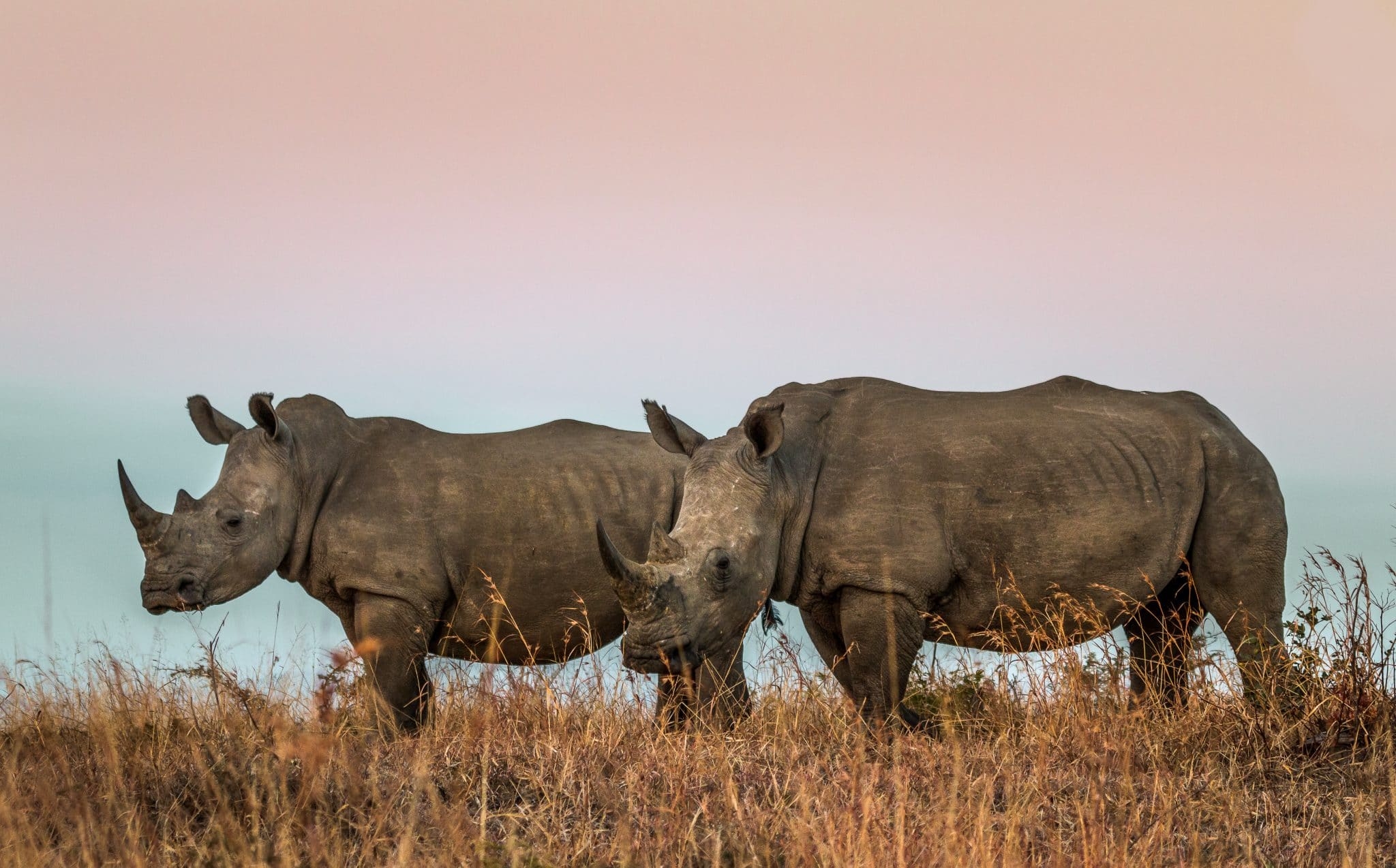 Safari in Hluhluwe Imfolozi in Zuid-Afrika