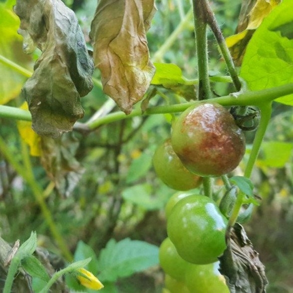 Zieke tomatenplant