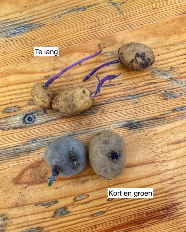 Aardappels voortrekken