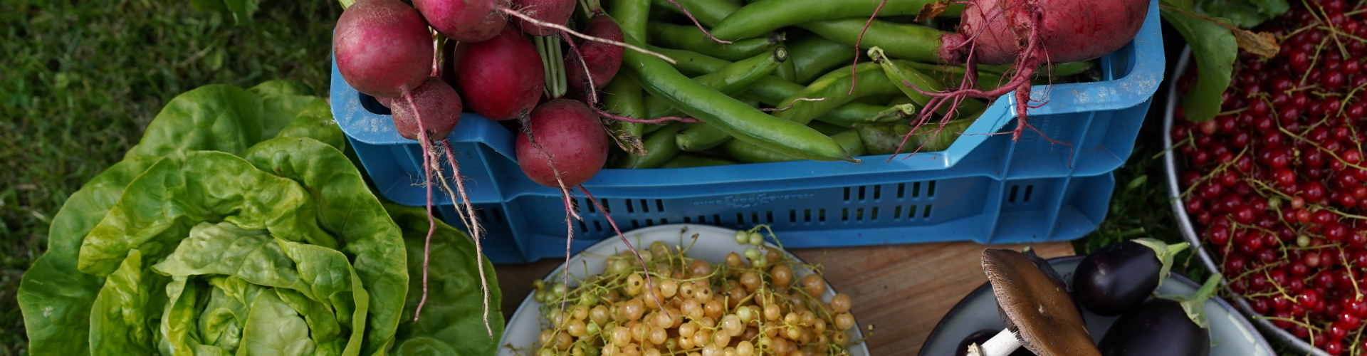 Oogst - Moestuin Advies