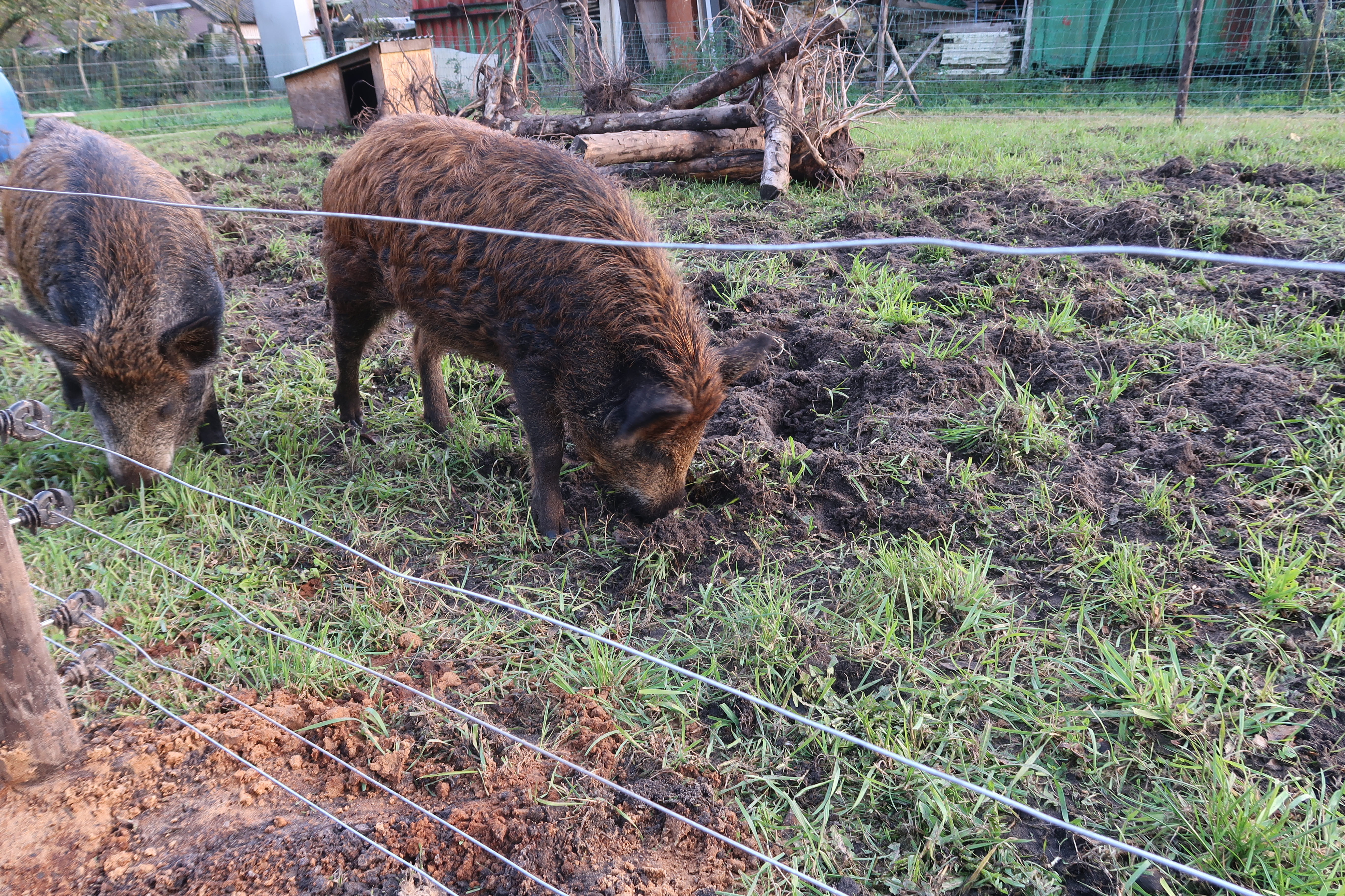 Het romantiseren van varkens houden voor het vlees