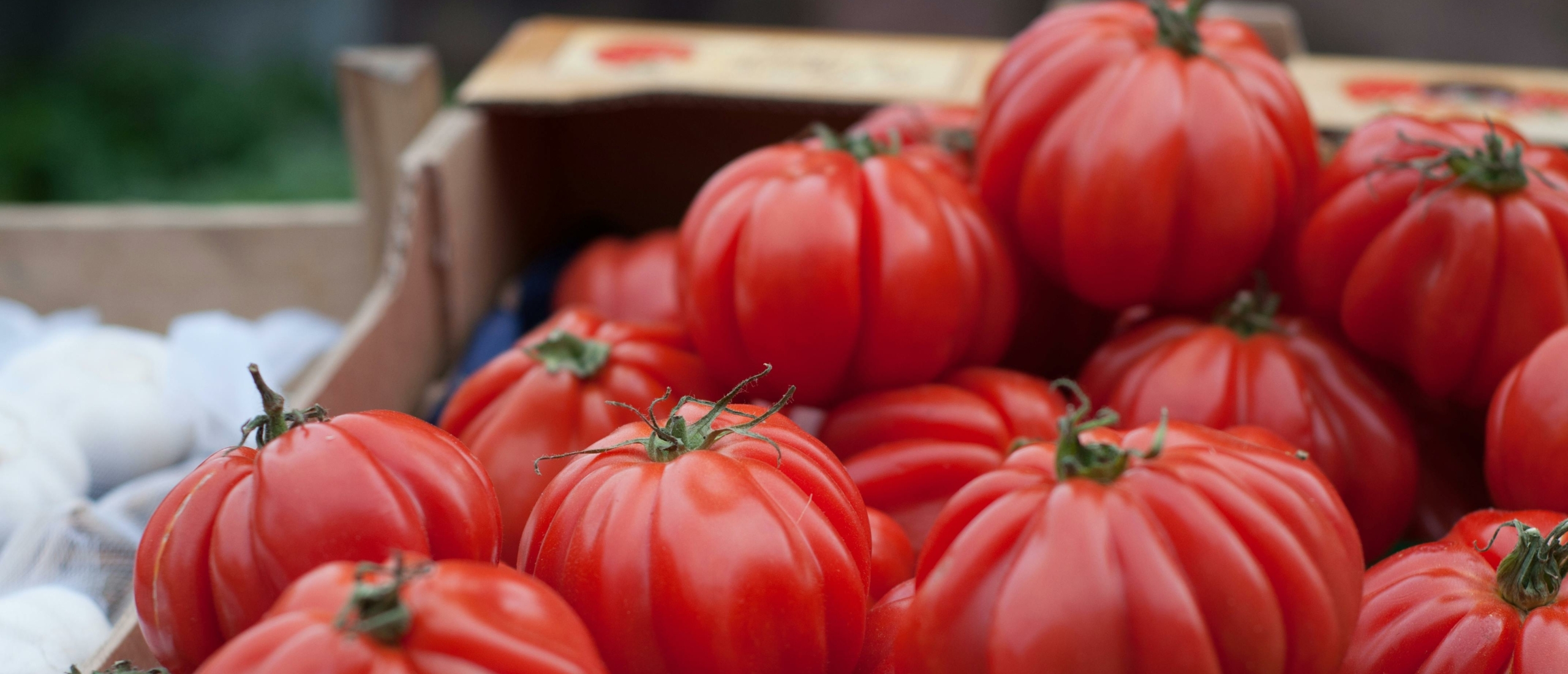 Zelf tomaten kweken: een startershandleiding