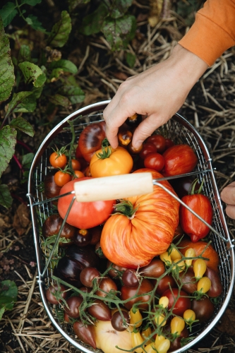 Tomaten - Moestuin Advies