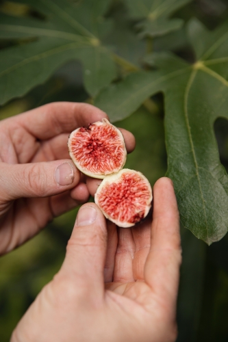 Cursus stekken - vijgen - Moestuin Advies