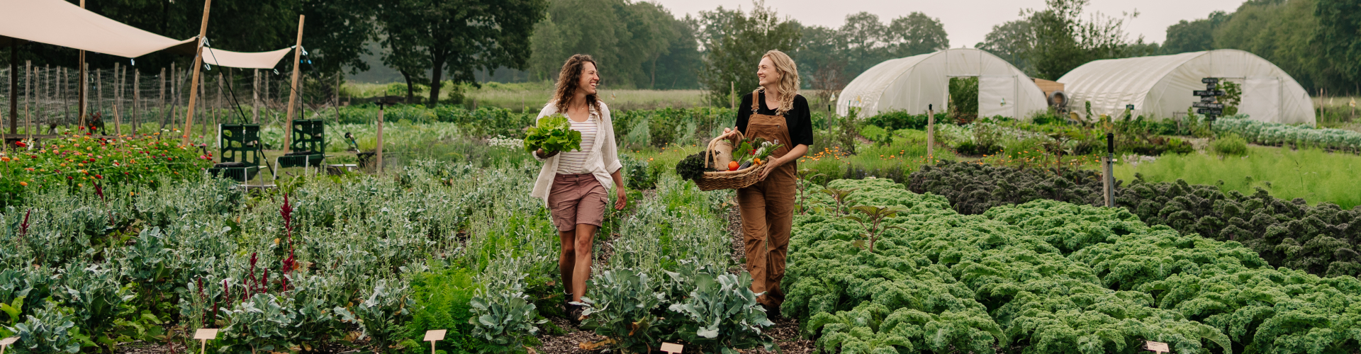 Pluck van het veld