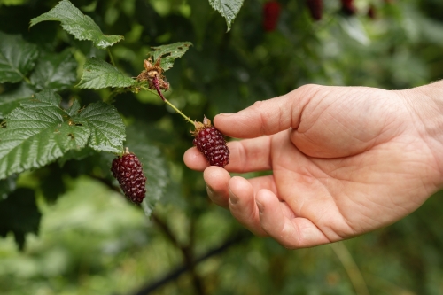 Cursus stekken - tayberry - Moestuin Advies