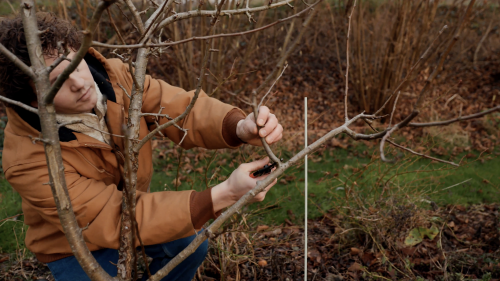 Cursus snoeien - Moestuin Advies
