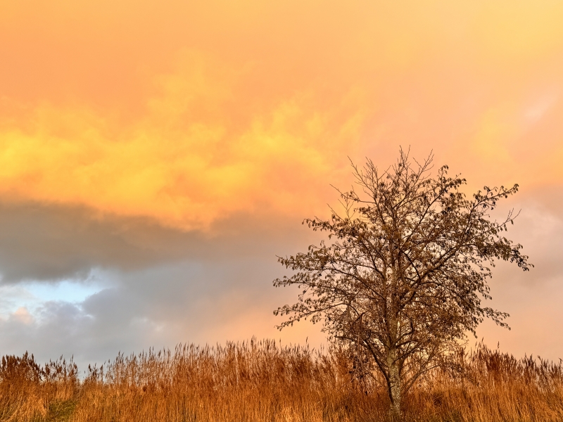 moon consultancy mild in relatie