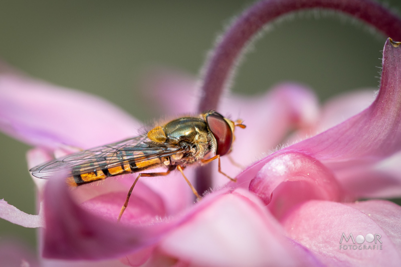 Macrofotografie van een zweefvlieg op een roze bloemblaadje – voorbeeld van detail en kleur in insectenfotografie.