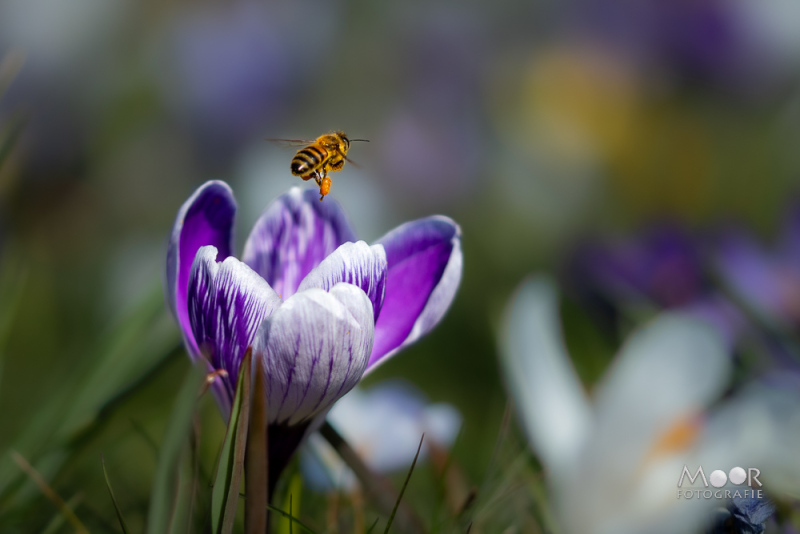 Macrofotografie van een bij in de lucht vlak voor een krokusbloem – voorbeeld van snelle sluitertijd en precisie.