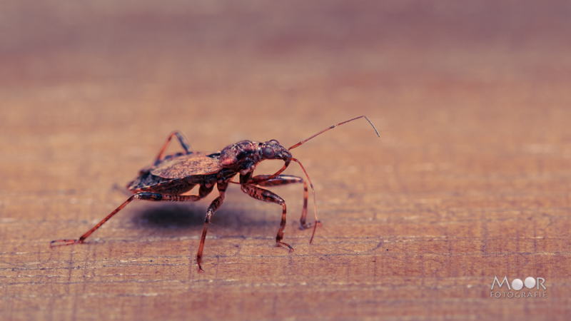 Macrofotografie van een wants in detail op een houten oppervlak – voorbeeld van insectenfotografie met natuurlijke belichting.