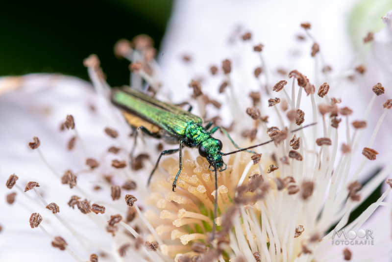Voorbeeld van macrofotografie van insecten: glanzende groene kever in bloeiend bloemhart met fijne details.