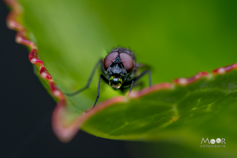 Haarscherpe macro-opname van een vlieg die je recht aankijkt vanaf de rand van een frisgroen blad – ideaal voor wie wil starten met macrofotografie van insecten.