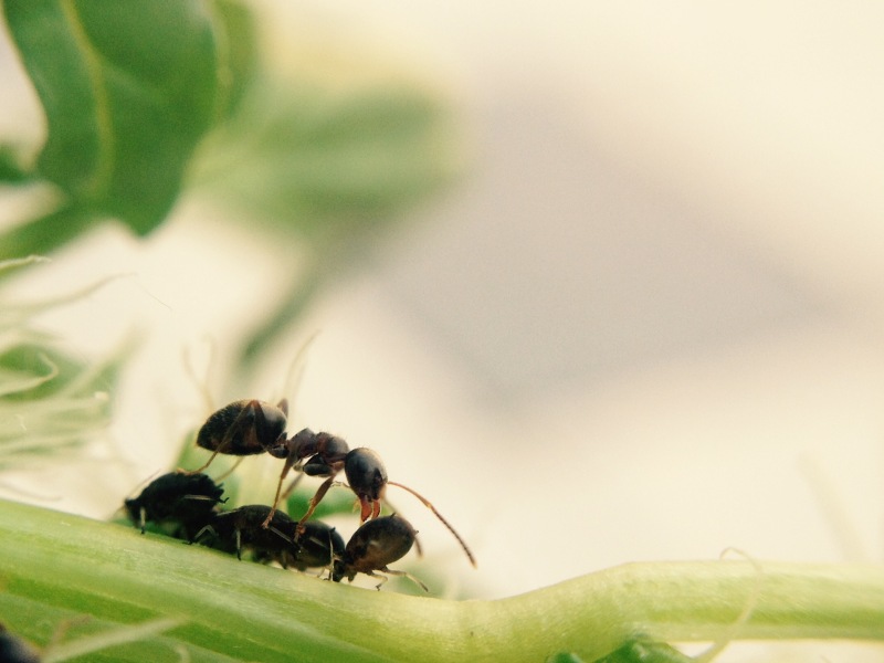 Natuurgetrouwe macro-opname van mieren in actie op een stengel, met minimale scherptediepte en rustige achtergrond.