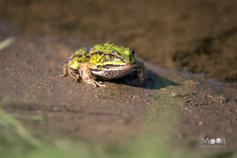 Beginnerstips Scherpe Foto's Kikker