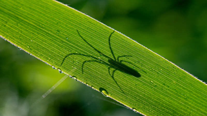 Schaduw van een spin zichtbaar op een groen grasblad met dauwdruppels, belicht van achteren in natuurlijk zonlicht.