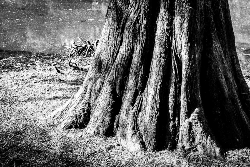 Detail van een oude boomstam met diepe groeven en sterke licht-schaduwcontrasten in zwart-wit.